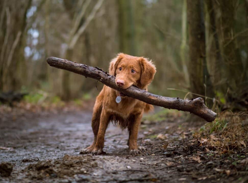 découvrez nos services de formation canine, où nos dresseurs expérimentés vous aideront à développer une relation harmonieuse et respectueuse avec votre chien. apprenez des techniques efficaces pour éduquer votre compagnon à quatre pattes et résoudre les problèmes de comportement.