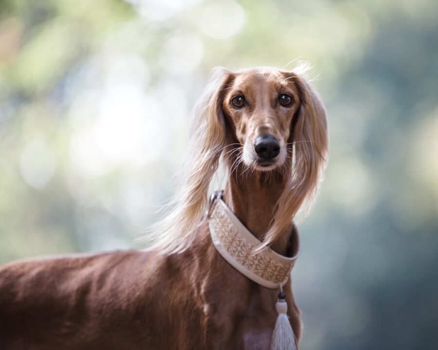 découvrez l'art du toilettage canin avec nos conseils et astuces pour garder votre chien propre et en bonne santé. apprenez les techniques essentielles de brossage, de bain et de coupe pour un pelage éclatant et un compagnon heureux.